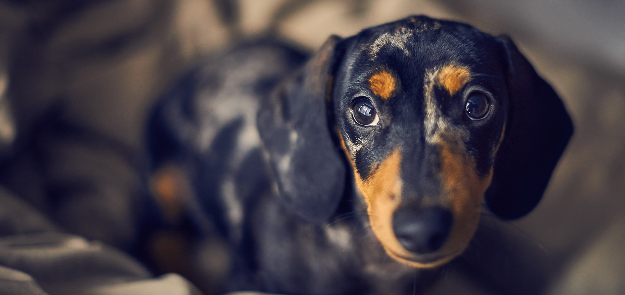 Welkom op teckelpedia.nl