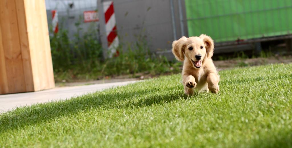 english cream dachshund